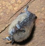 WNS Afflicted Bat