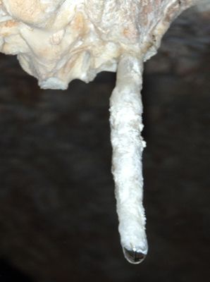 Active Soda Straw in Goat Cave